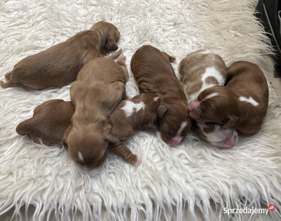 Cavalieki małe szukają domu pełnego miłości mazowieckie