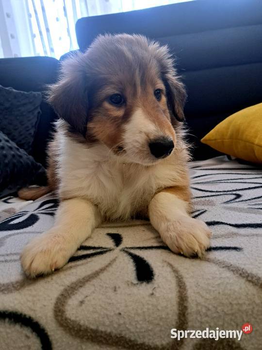 Owczarek Szkockie Collie szczeniaki mazowieckie Radom