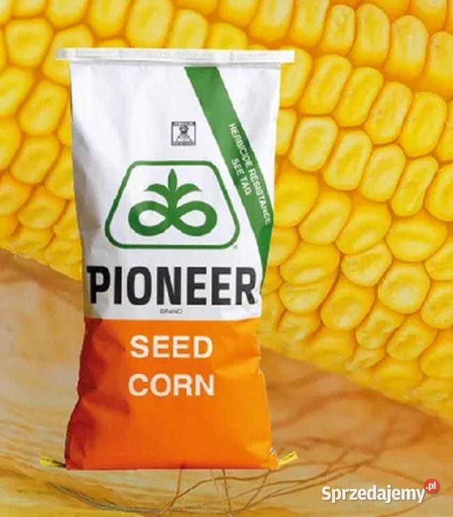 P8834 kukurydza pioneer premium Berdychów