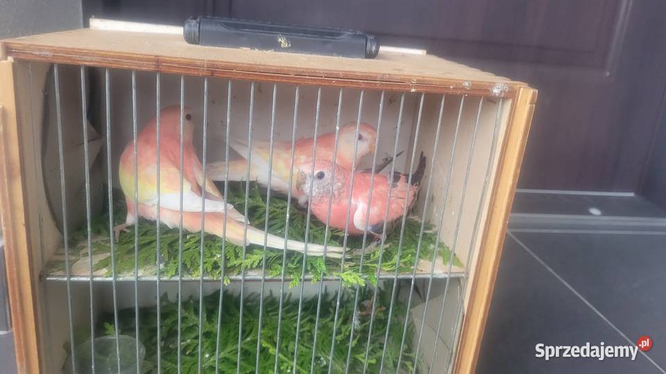 Papugi lilianki małopolskie Wieliczka