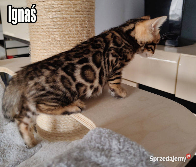 Kocięta bengalskie z rodowodem łódzkie