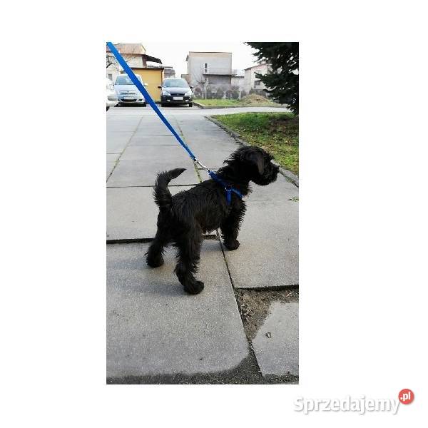 sznaucer czarny sprzedam