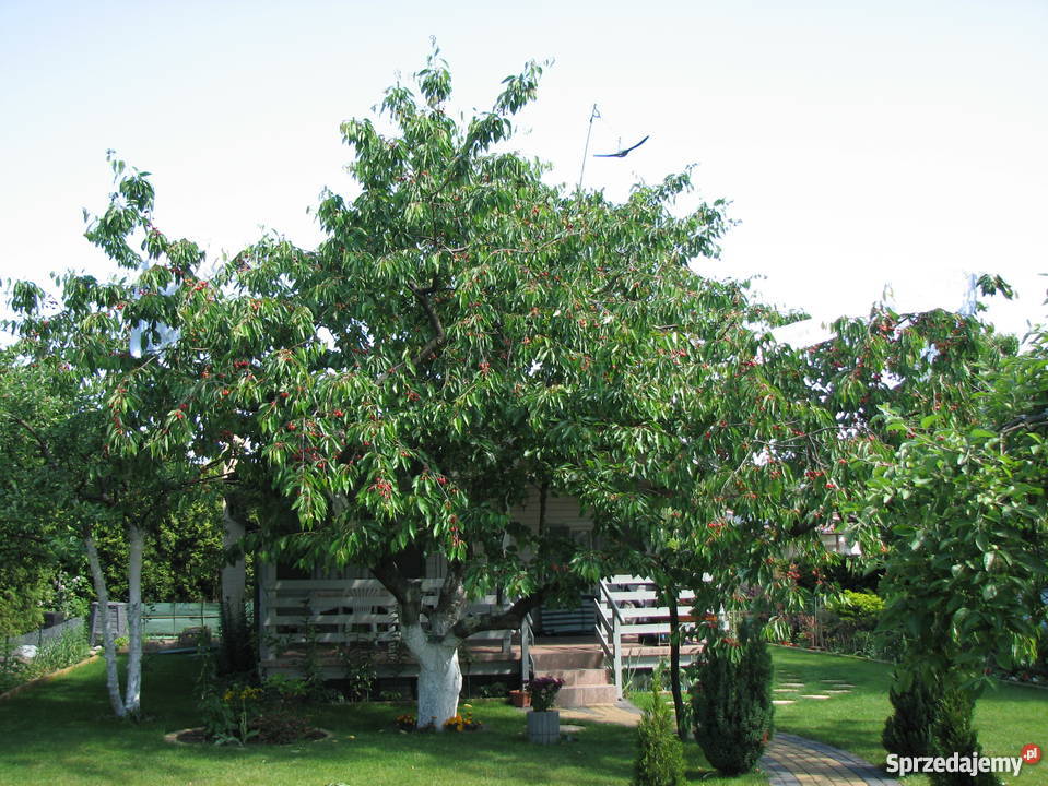 Działka rekreacyjna w Nekli Nekla sprzedam