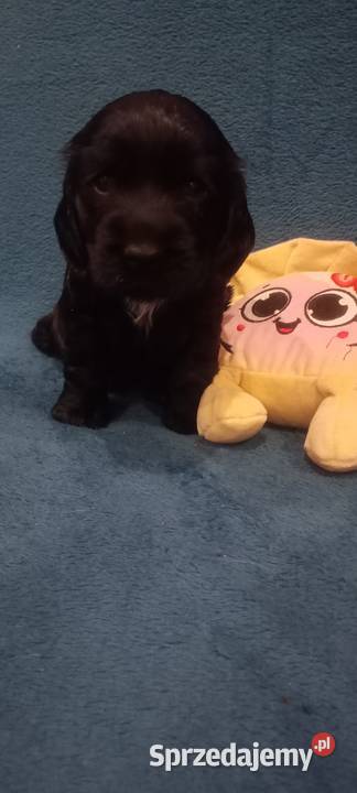Cocker spaniel angielski Krzyżanów sprzedam