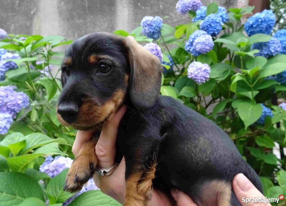 Jamniki szorstkowłose miniaturowe Tychy