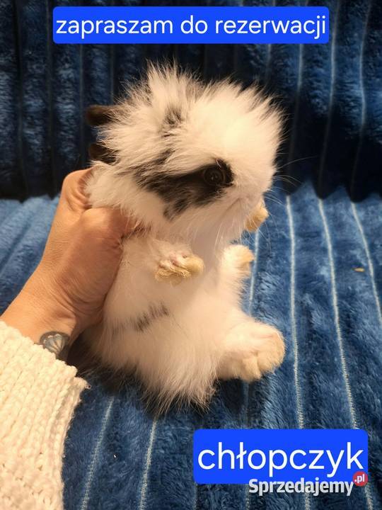 Króliki miniaturowe TEDDY przeurocze oswojone