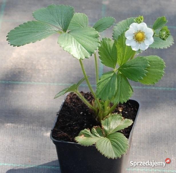 SADZONKI TRUSKAWEK RÓŻNE ODMIANY 1 negocjacja wielkopolskie Kalisz