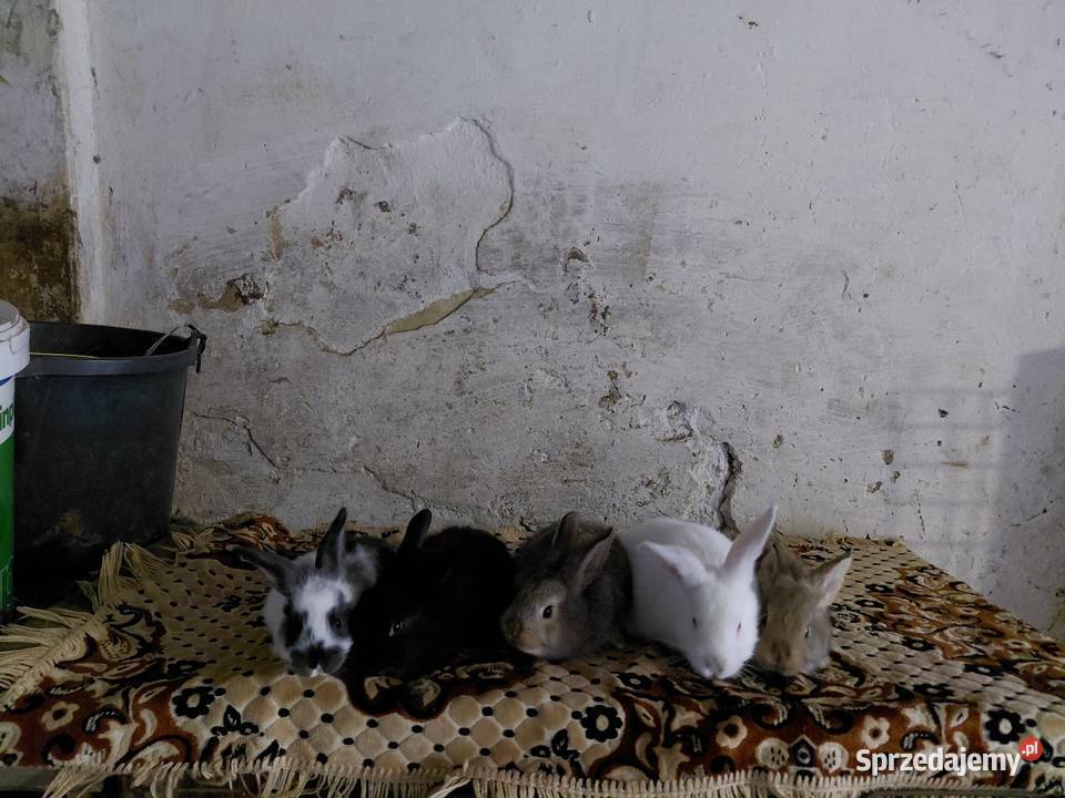 Króliki Samica z 10 młodymi Obarzym