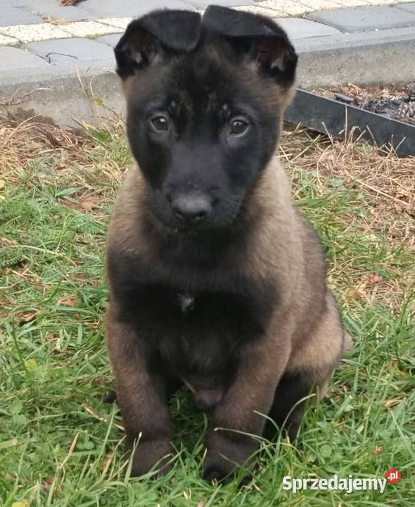 Owczarek belgijski malinois Radgoszcz