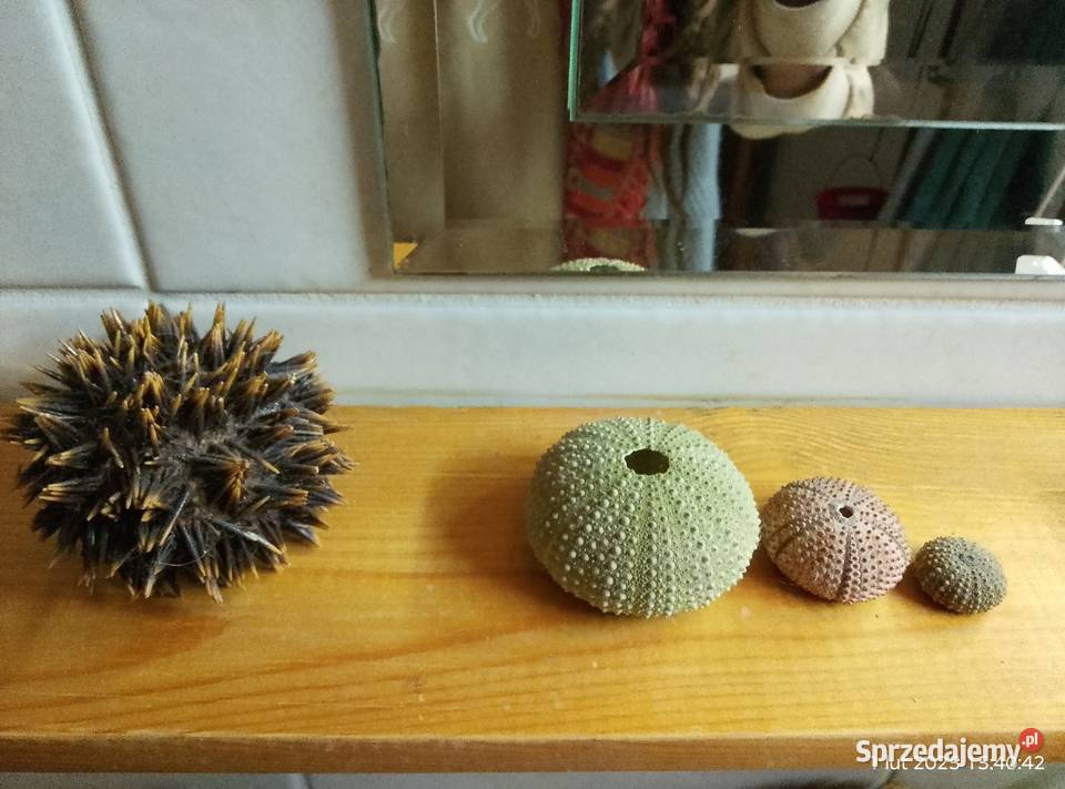 Muszle i gąbki morskie Gniewoszyce