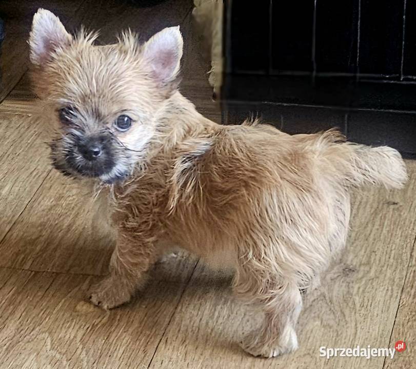 Yoreczka śliczna dziewczynka złota Częstochowa sprzedam