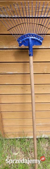 Grabie ogrodowe wielkopolskie Poznań