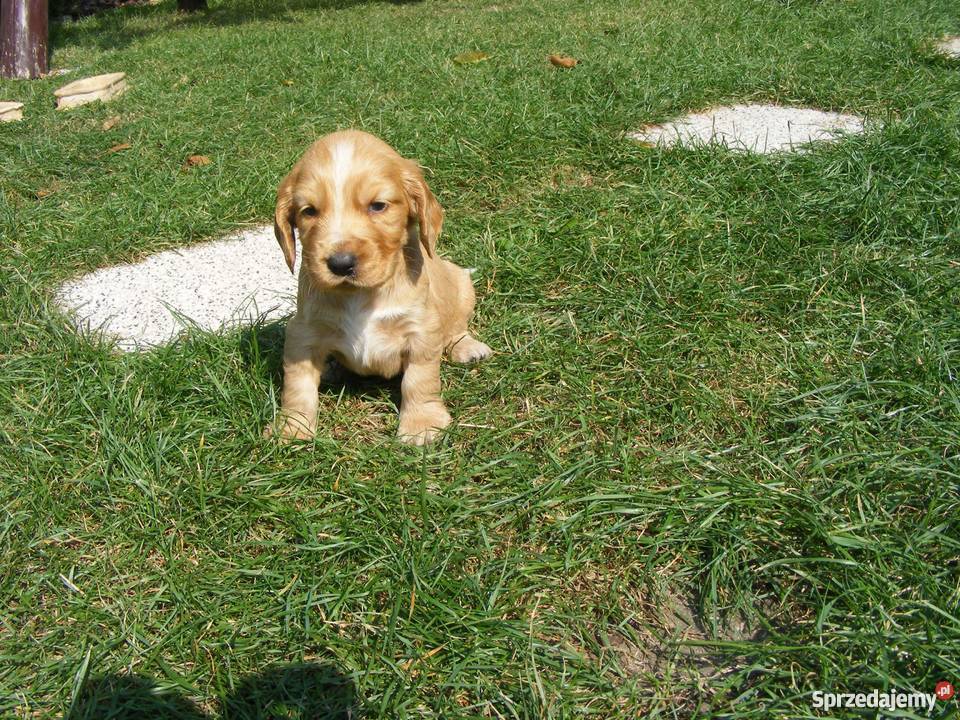 Szczeniaki Cocker Spaniel lubelskie Radzyń Podlaski
