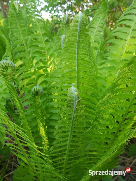 Paproć ogrodowa sadzonkaXXL Liściaste Rośliny Lublin