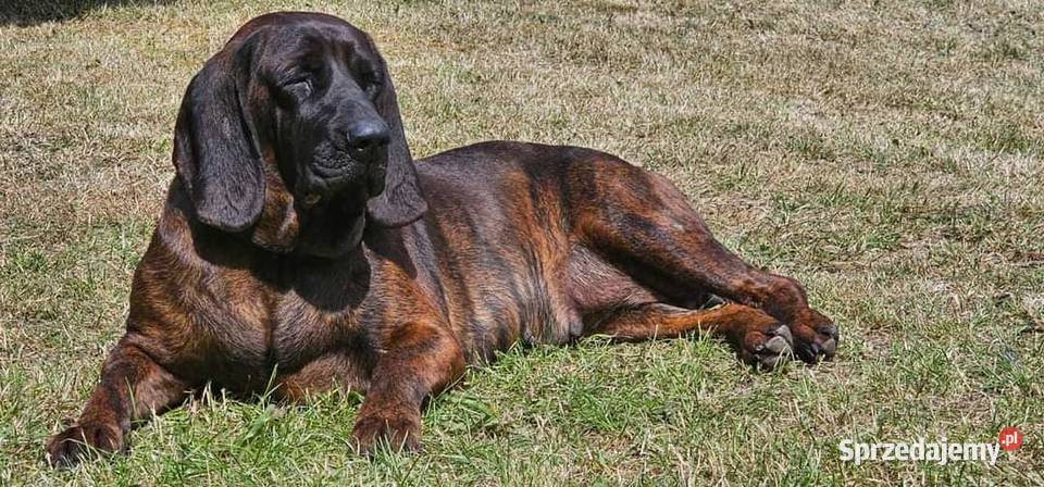 Szczeniaki Posokowca Hanowerskiego z rodowodami Pozostałe sprzedam