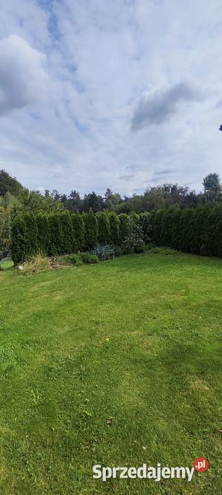 Thuja tuja cyprysy cyprys Chrzanów