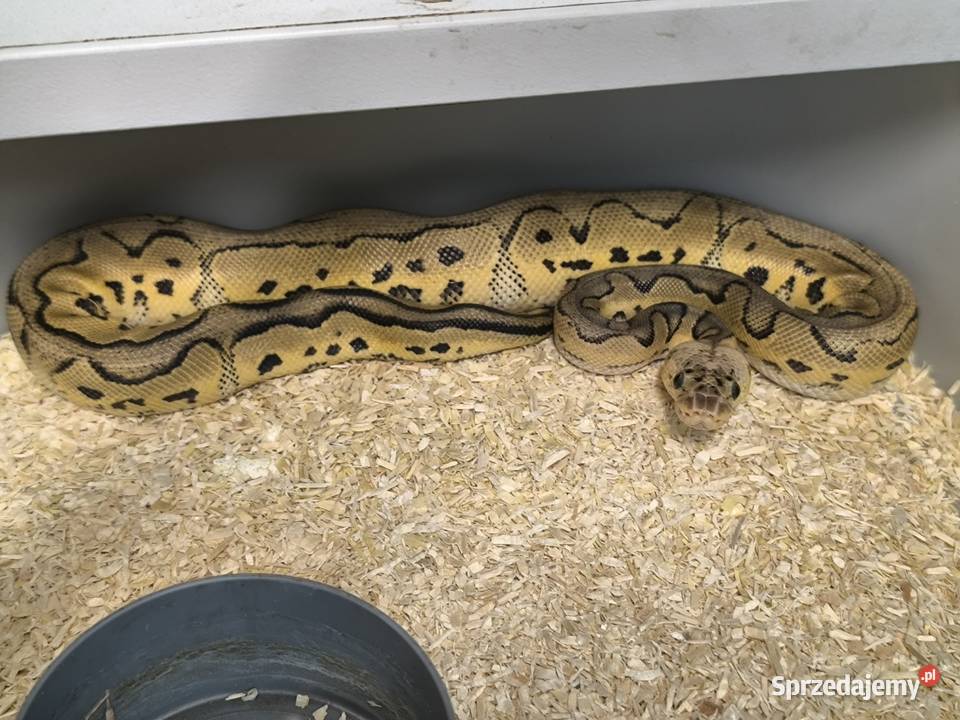 Pyton królewski lubuskie Nowa Sól