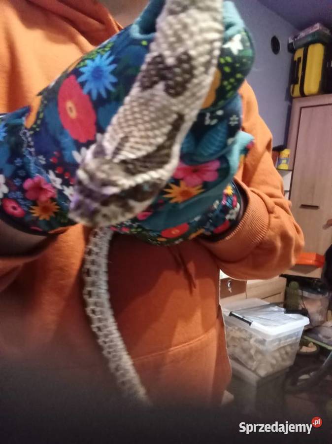 Heterodon zachodni mazowieckie Radom