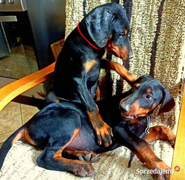 Doberman suczka cztery miesiące Michałów