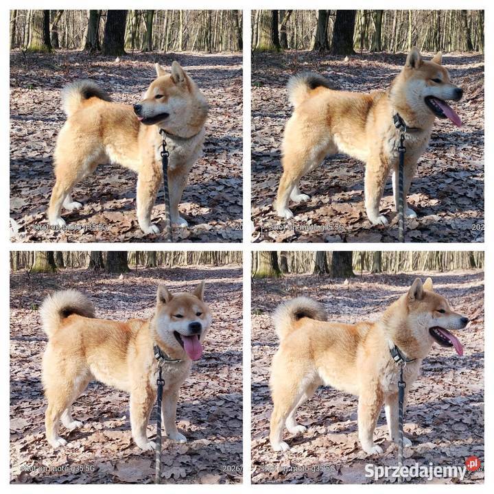 Roczny czerwony samczyk Shiba Inu