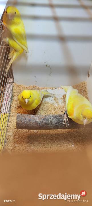 Sprzedam kanarki Jeżowa