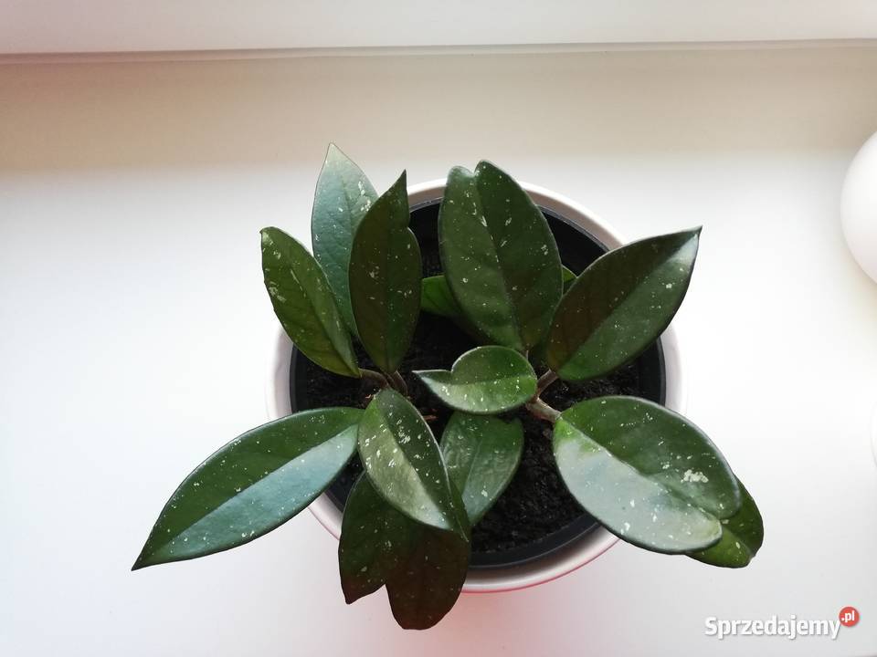 Hoya carnosa biała posadzona hoja hoia Szczecin