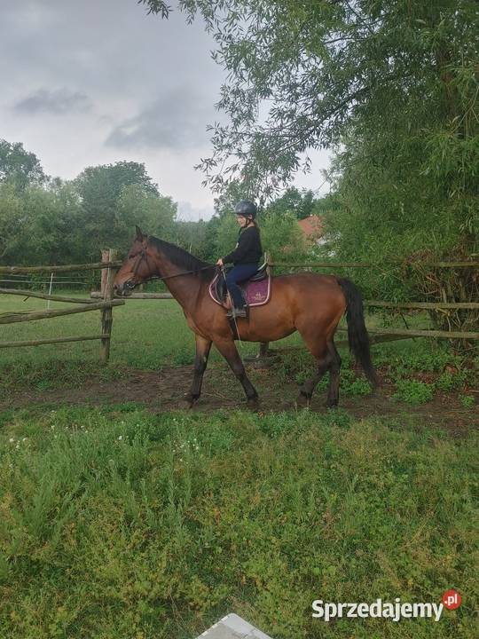 Klacz śląska Namysłów