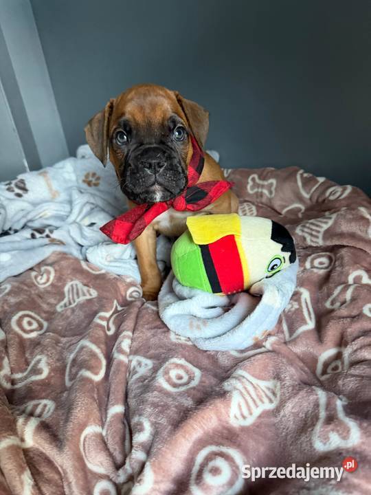 Bokser szczeniak o imieniu hodowlanym Boss