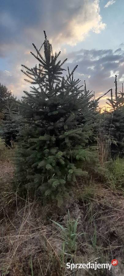 Sprzedaż plantacji choinki żywe świerk jodła świętokrzyskie Kielce