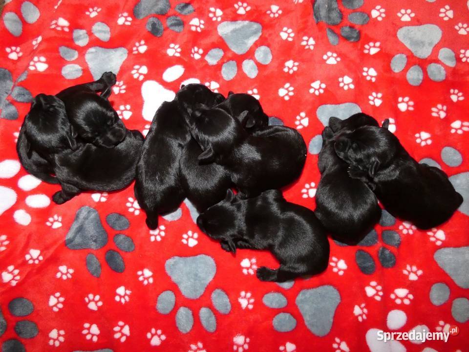 Sznaucer miniaturowy czarny ZKwPFCI Wrocław dolnośląskie sprzedam