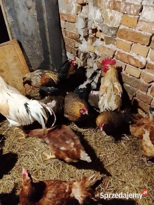 Kurki nioski koguty Lubiszyn