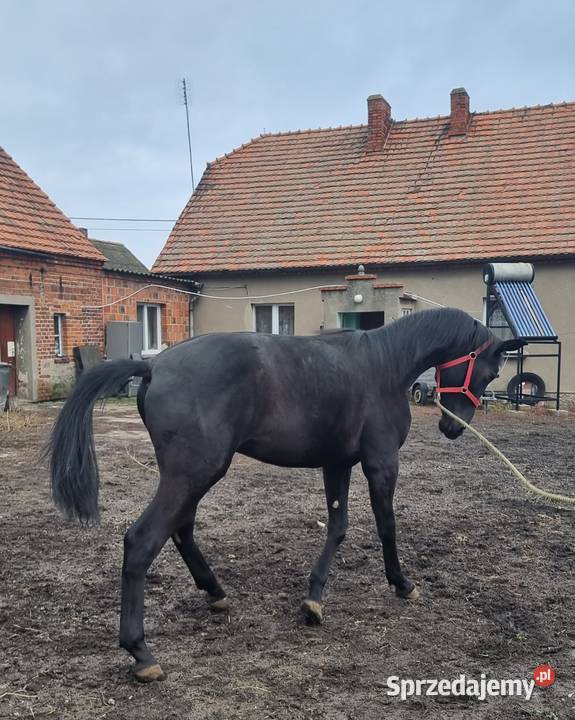 Kary ogier na sprzedaż Rokutów