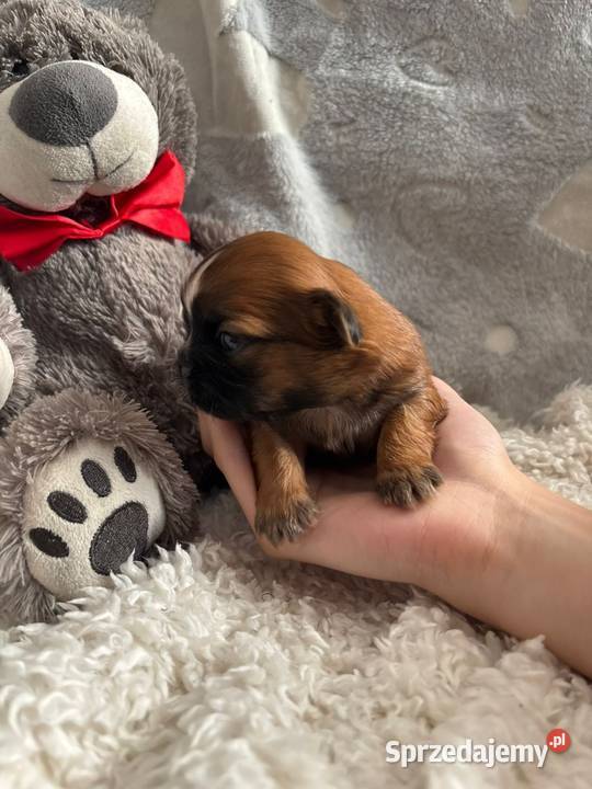 ShihTzu suczka odbiór w grudniu Strzelce Opolskie