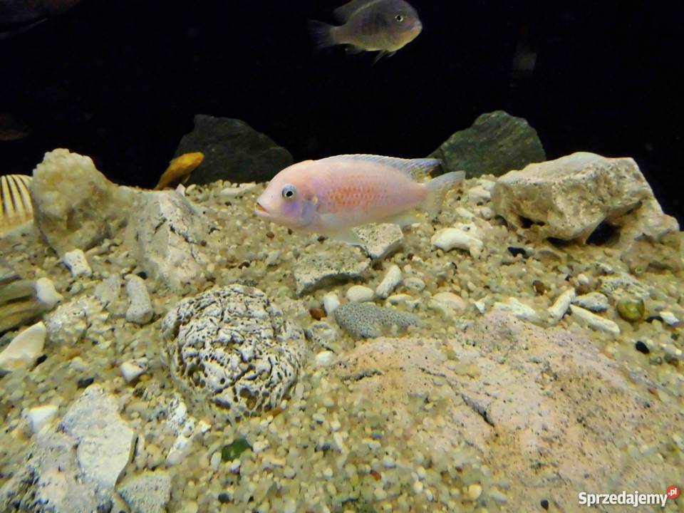 Pyszczaki Maylandia Estherae Red Red Dorosły Kraków