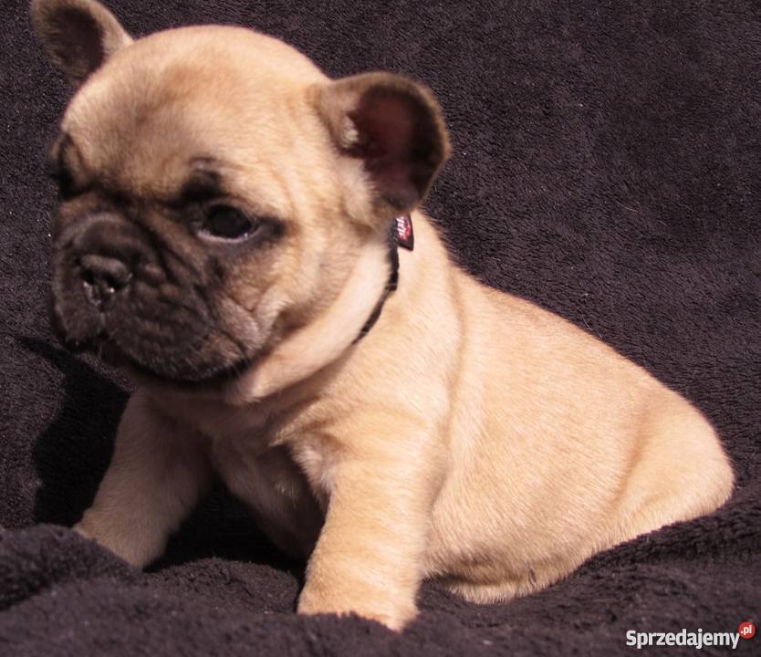 Buldog Francuski Płowe i SABLE