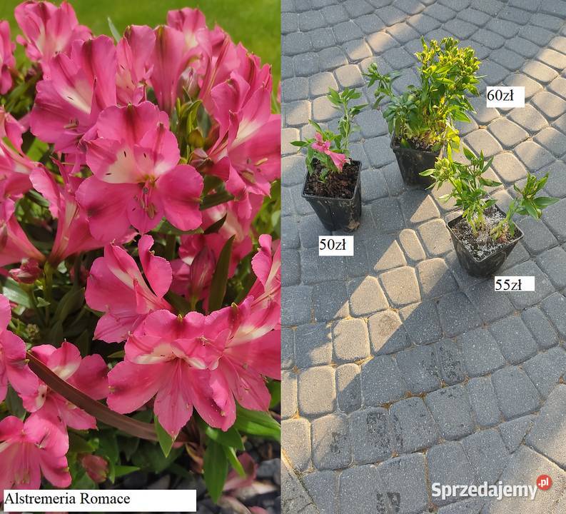 Alstroemeria Inticancha Romance Rabatowe Opole