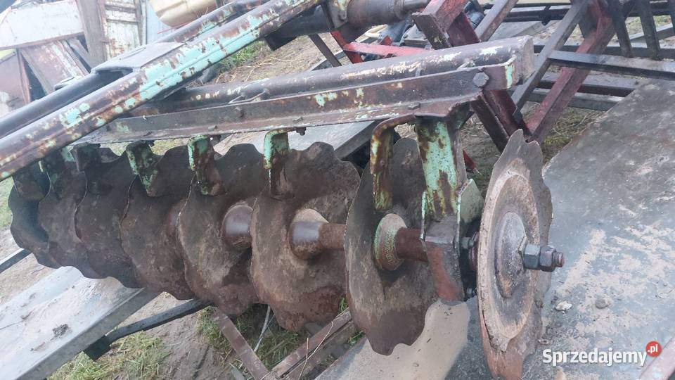 Talerzowka mazowieckie Stara Kornica