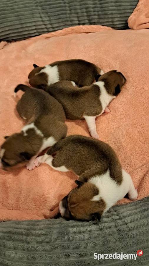 Basenji szczenię Pozostałe Słupsk