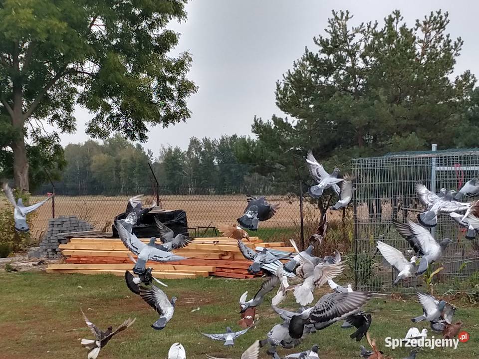 Gołębie pocztowe ozdobne Perukarz samiec Cyców