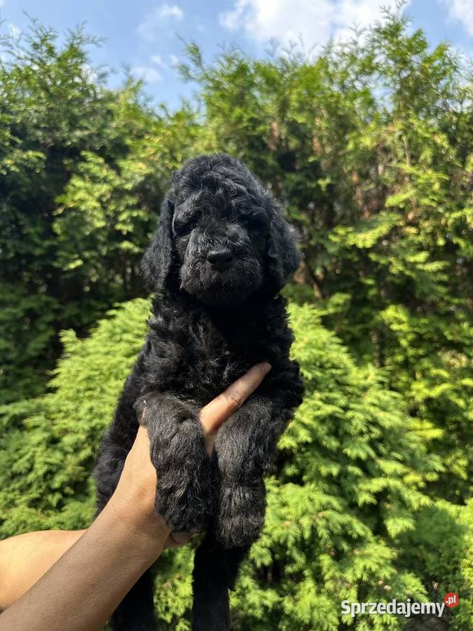 SZCZENIĘTA PUDEL KRÓLEWSKI CZRNE I ZŁOTE Częstochowa