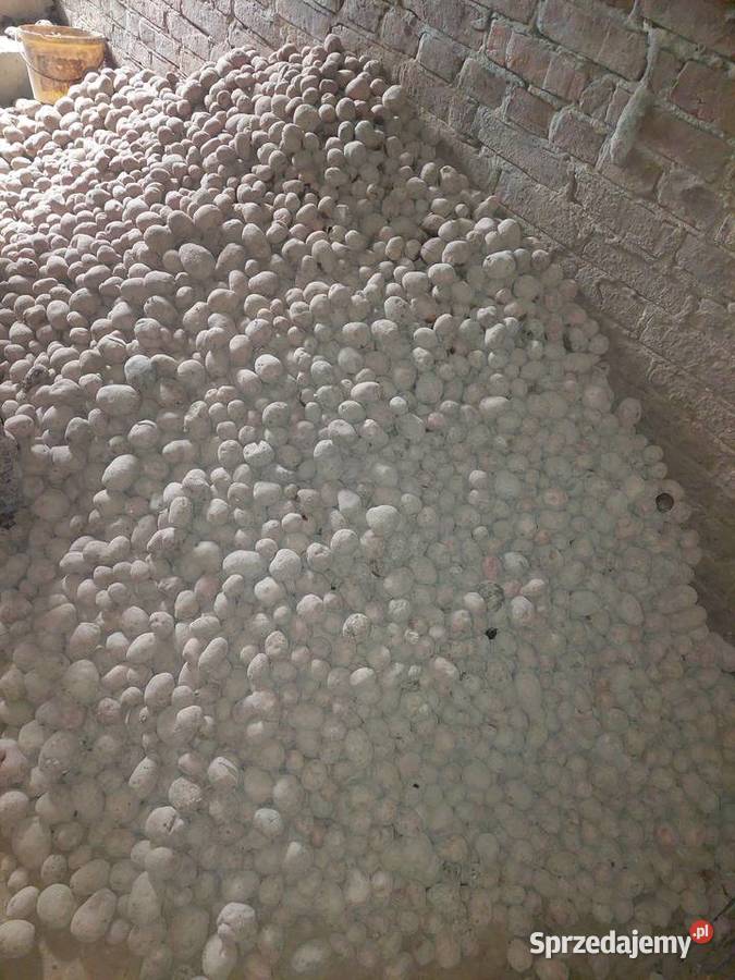 Ziemniak odpadowy sadzeniaki belarosa Wola Studzieńska-Kolonia