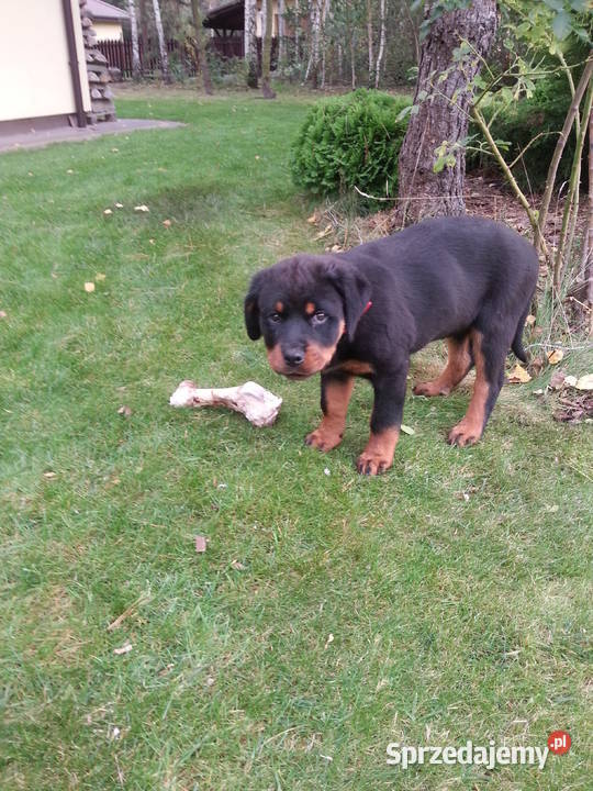 Sprzedam Rottweilera suczkę 3miesięczną Grójec