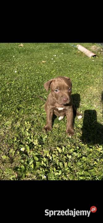 Sprzedam Szczeniaka American Pit Bull Terrier Gorlice