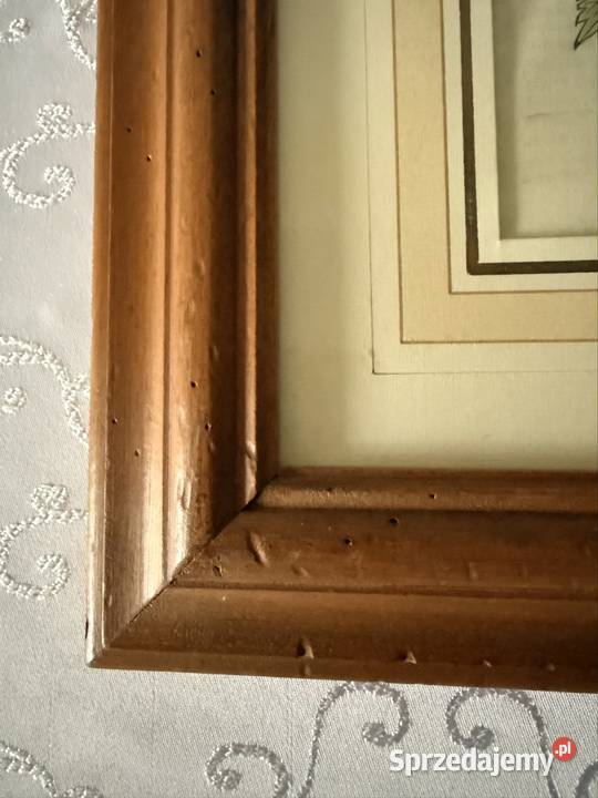 Antyczny Miedzioryt 1563 Rycina Botaniczna Czerwionka-Leszczyny