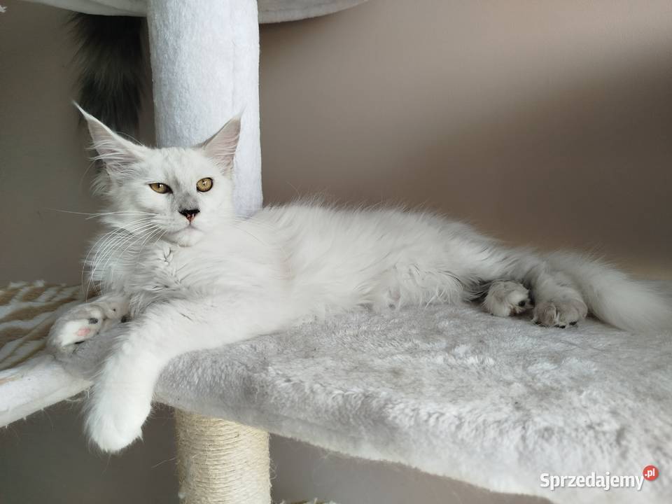 Kotka Maine Coon Kalipso Szembruk