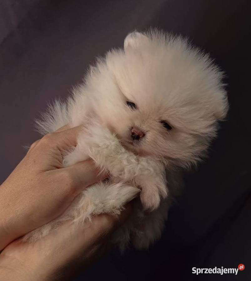 Szpic miniaturowy FCI ZkwP Gorzów Wielkopolski