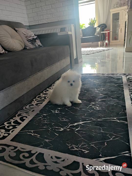 Pomeraniany suczki Bolesławiec