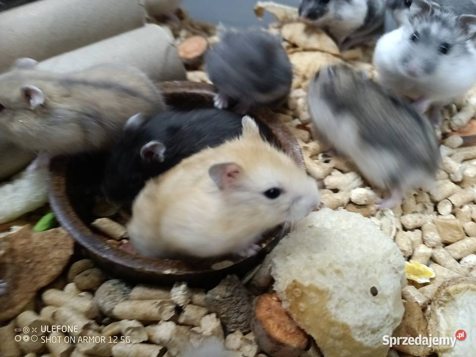 kawia skin łysa świnka morska Gliwice sprzedam