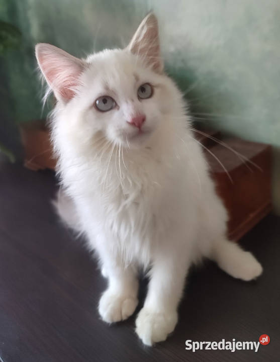 Wally Dumka cudowny kocurek neva masquerade Syberyjski Warszawa