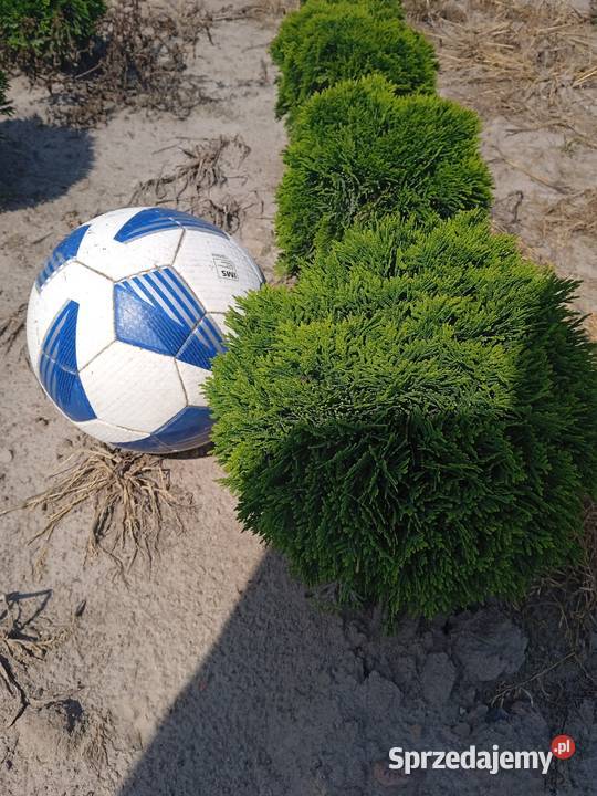 Tuja danica sprzedam